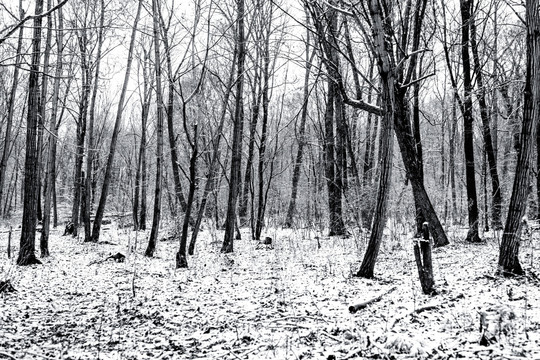 黑白树林森林