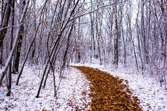 雪中树林