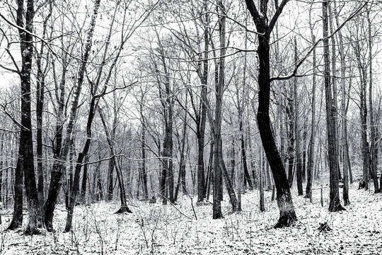 黑白树林