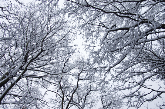 雪后树梢