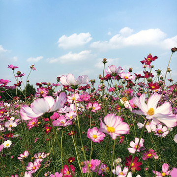 花海