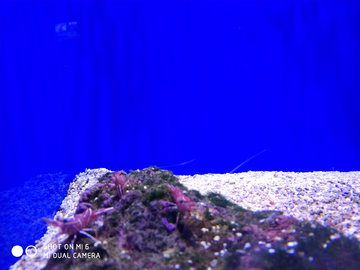 虾