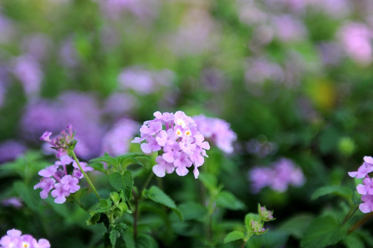 花卉