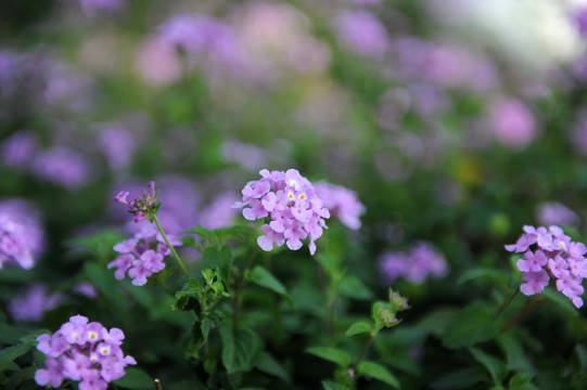 花卉