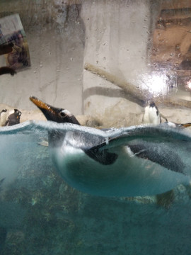 水中企鹅
