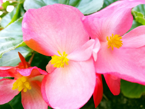四季海棠花