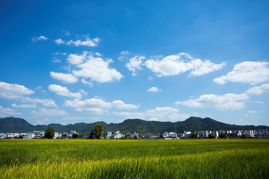 稻田