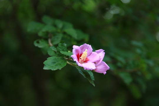 粉色木槿花