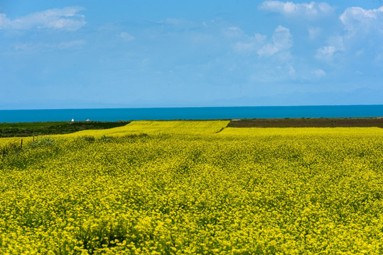 青海湖油菜花海