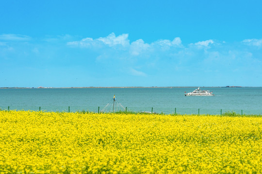 青海湖油菜花海