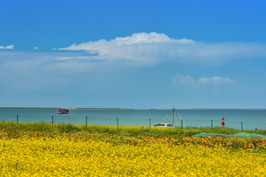 青海湖油菜花海