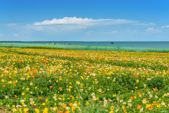 青海湖格桑花海