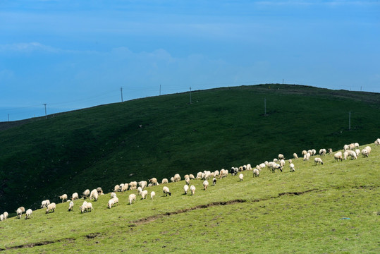 青藏高原草原羊群