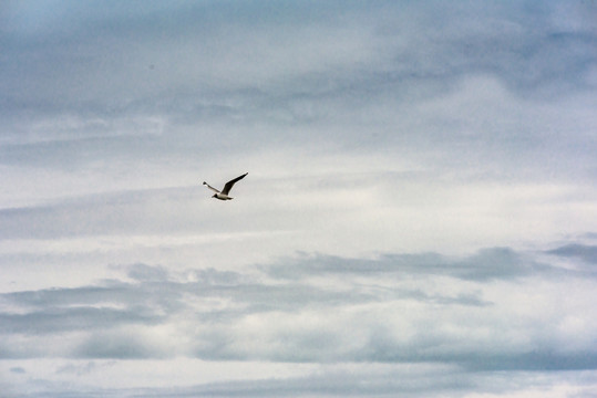 青海湖白云云朵飞翔的海鸥