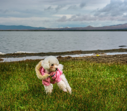 青海湖边白色贵宾犬