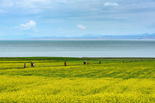 青海湖油菜花游客