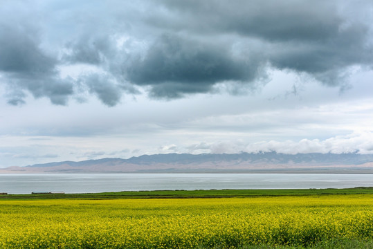 青海湖油菜花