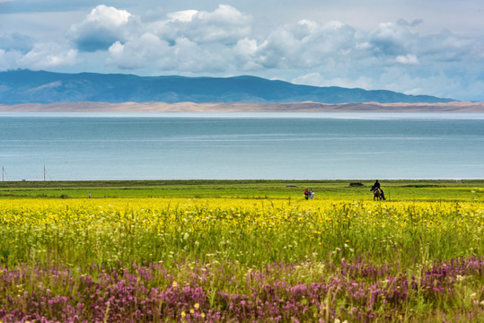 青海湖油菜花游客