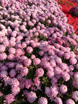 装饰花卉