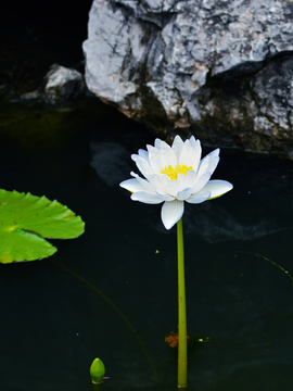 莲花