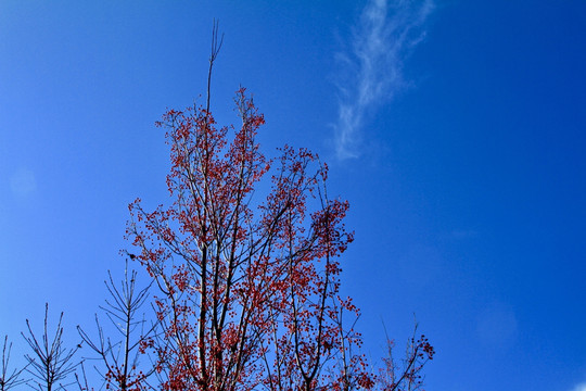 红果树与蓝天