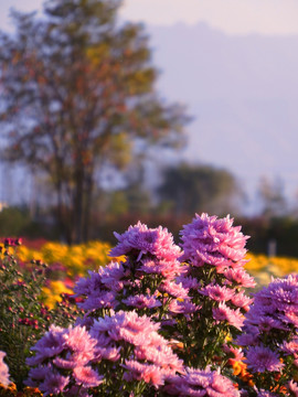 菊花秋天的树