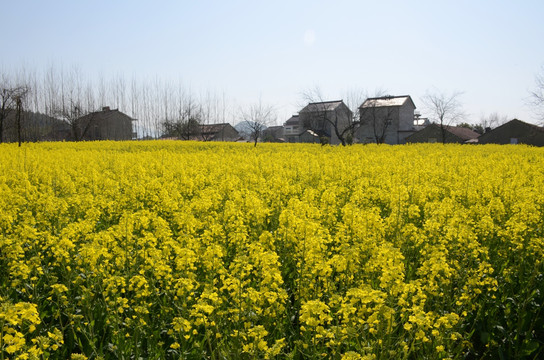 油菜花