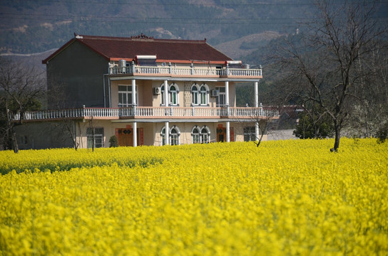 油菜花