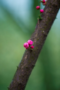 树干花蕾