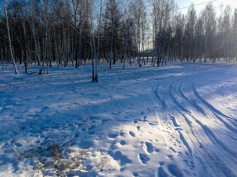 雪地树林