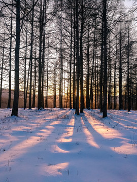 冬季森林逆光