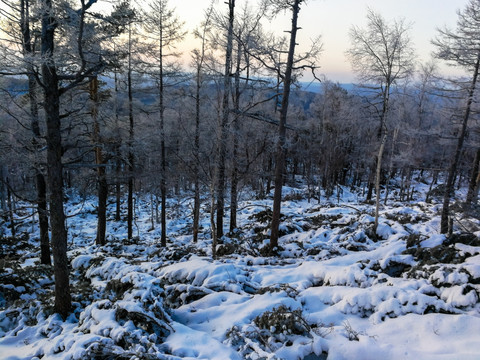 冬季清晨森林