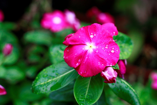 长春花