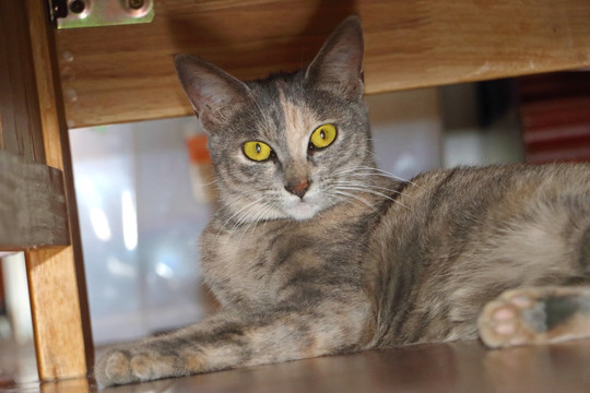 猫