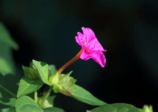 紫茉莉