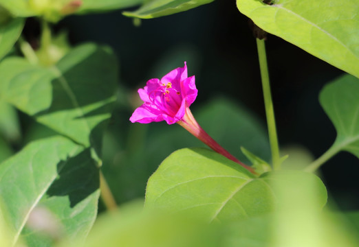 紫茉莉