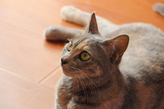 猫