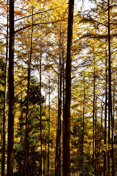 秋天的金色树林