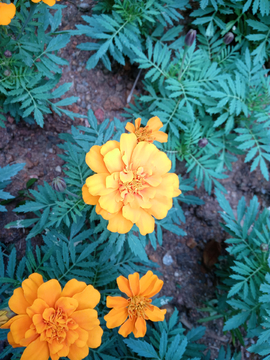 孔雀花 万寿菊 菊花 野菊花