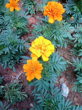 孔雀花 万寿菊 菊花 野菊花