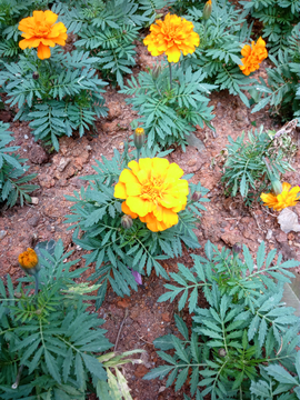 孔雀花 万寿菊 菊花 野菊花