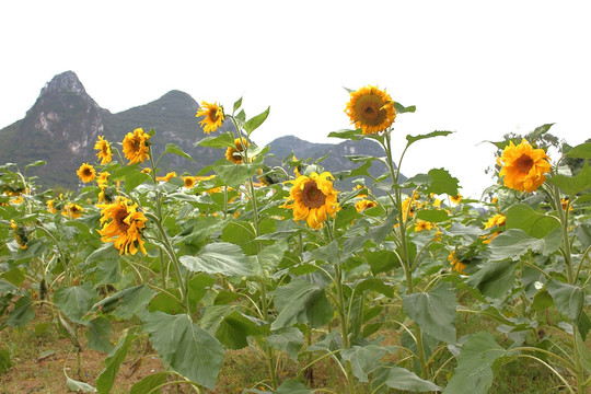 太阳花向阳花向日葵