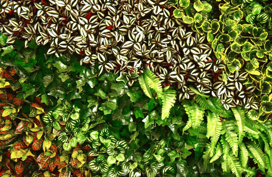 植物墙植被墙常春藤