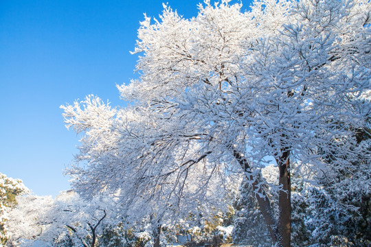 北京颐和园雪景