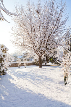 雪后树挂