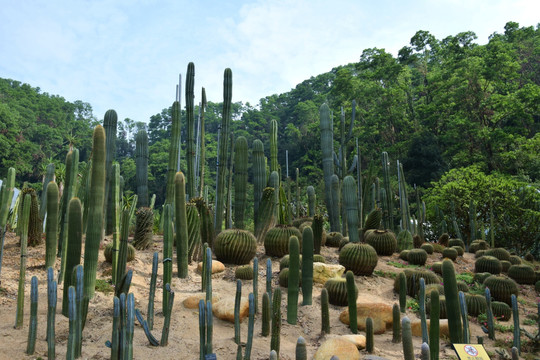 植物园