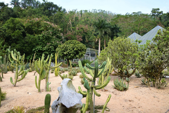 旱区植物