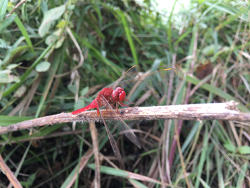 红蜻蜓 蜻蜓 昆虫