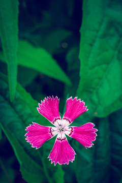 景观花平面