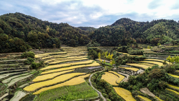 梯田